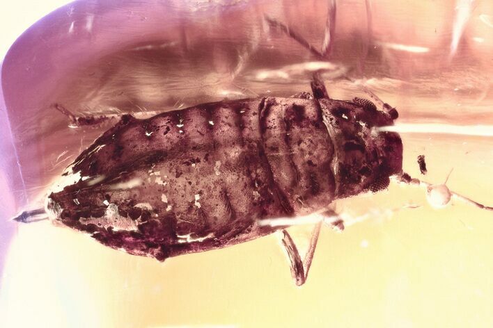 Detailed Fossil Aphid (Palaeophyllaphis) in Baltic Amber #335789